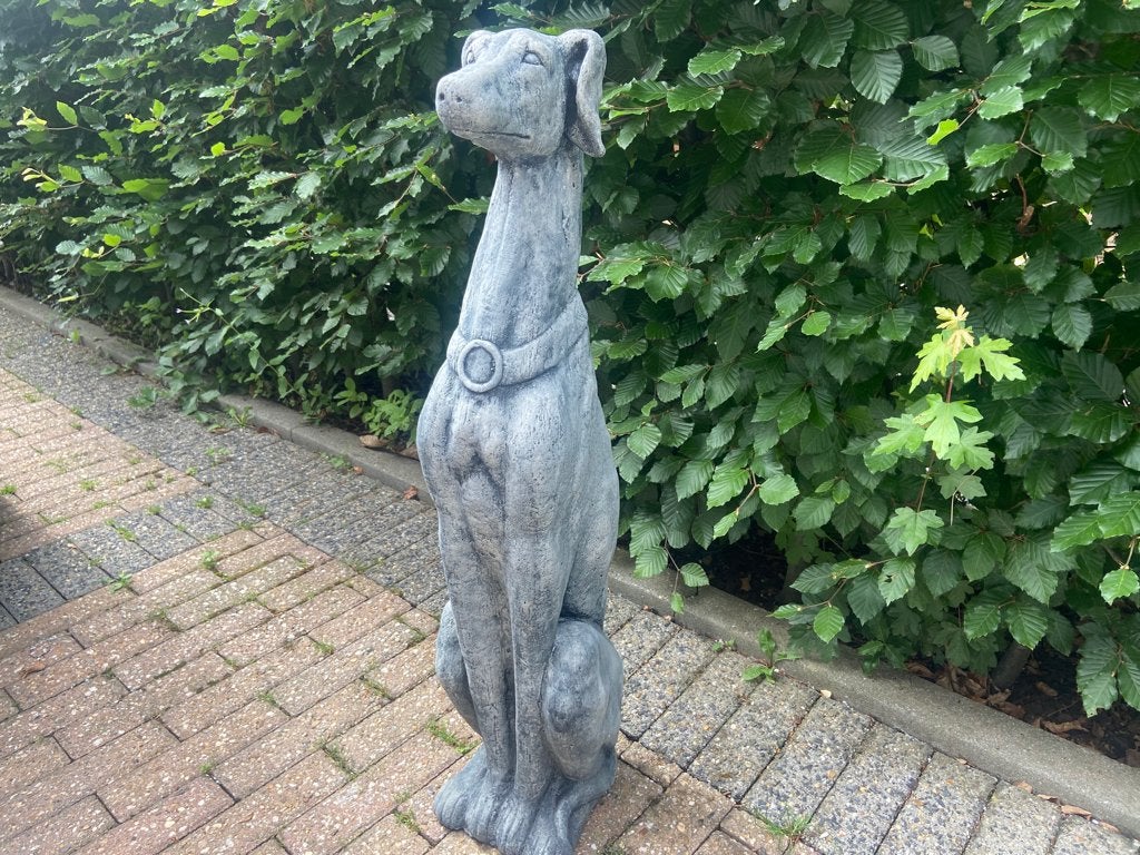 Whippet ,Windhond , Greyhound . hoogte 78cm, Tuin en Terras, Ophalen, Nieuw, Beton, Dierenbeeld