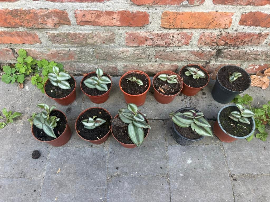 Tradescantia zebrina (Vaderplant), Enlèvement