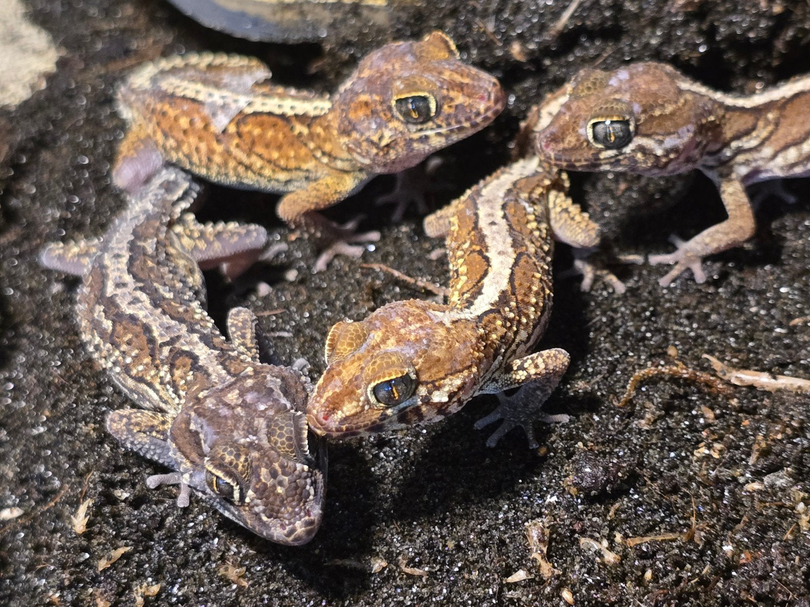 Prachtige pantergekko's (Paroedura picta) beschikbaar.

Nakw, Animaux & Accessoires, Reptiles & Amphibiens, Amphibien