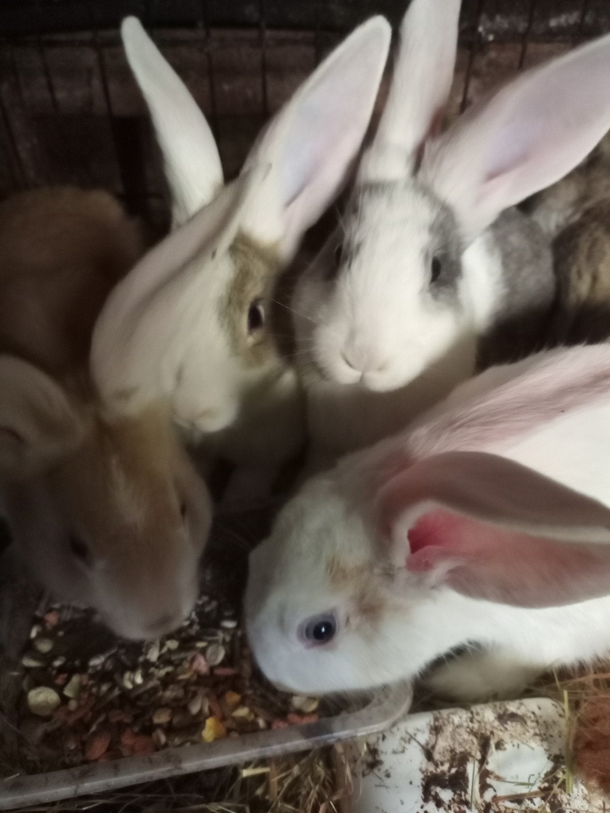 4 jonge konijnen , 10 weken
