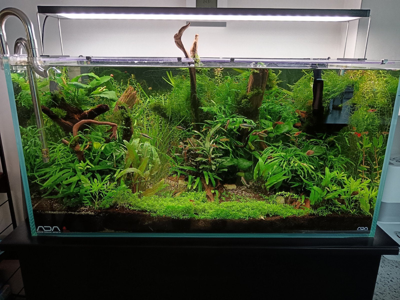 Ada cube aquarium met toebehoren., Enlèvement, Filter, Chihiros