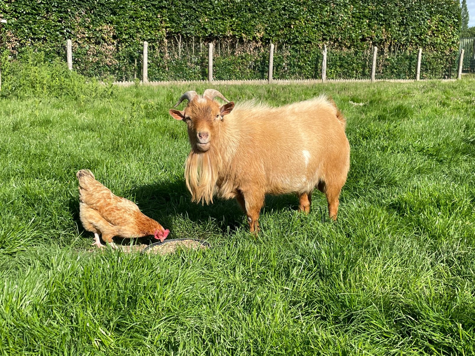 Bok 3jaar en 2 boklammen (3maand), Dieren en Toebehoren, Schapen, Geiten en Varkens, Mannelijk, Geit