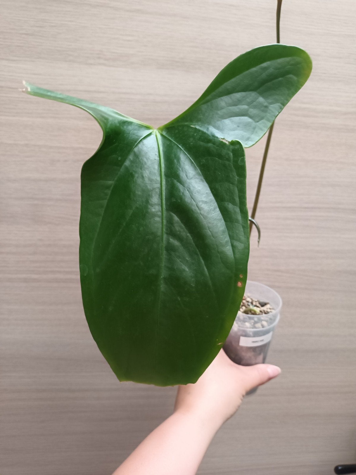 Anthurium nigrolaminum 'gigi', Huis en Inrichting, Kamerplanten, Ophalen of Verzenden