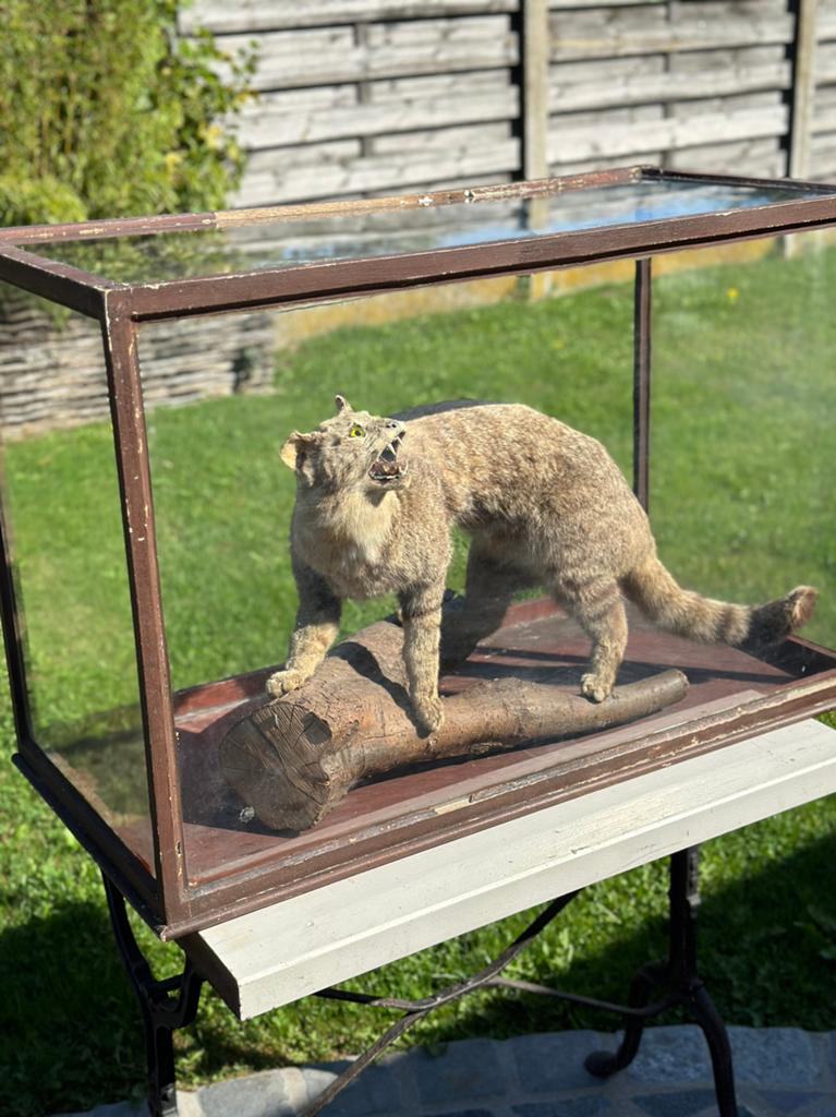Zeer oude opgezette kat en glazenkast ook te koop boskat, Enlèvement