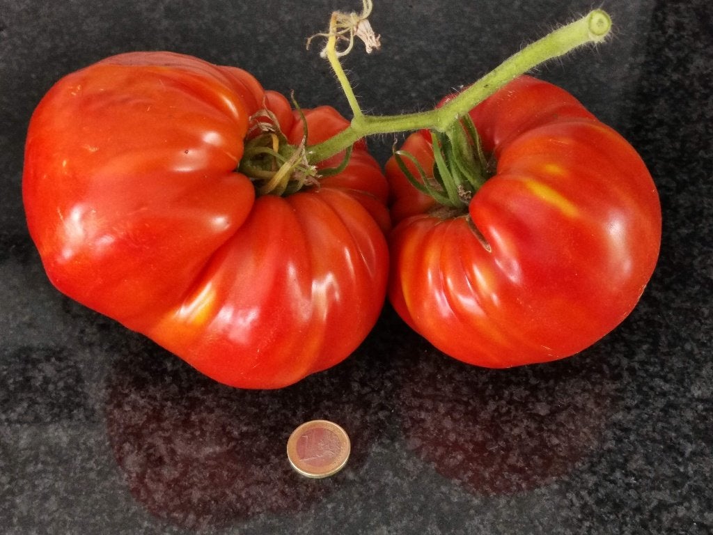 5 zaden spectaculair grote tomaat Hoy - vleestomaat - bio, Verzenden, Voorjaar, Zaad