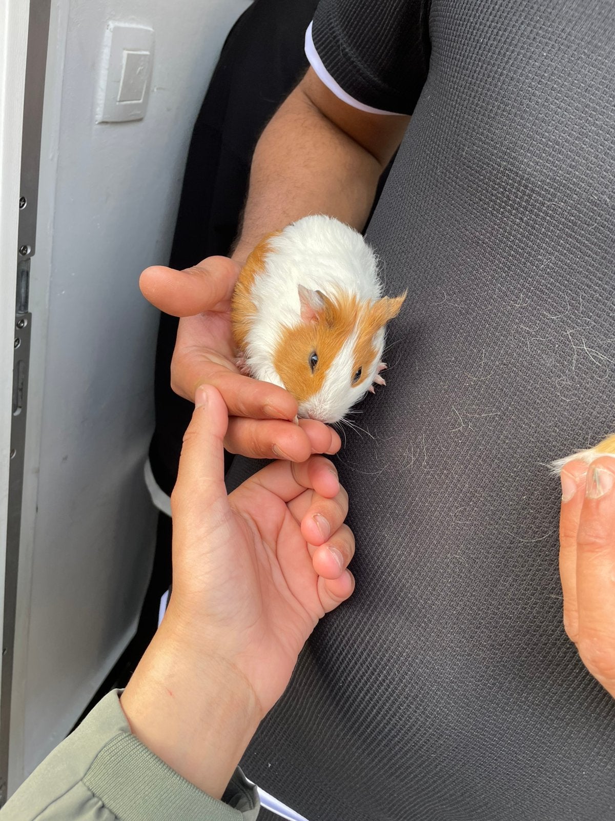 Cavias, Animaux & Accessoires, Animaux Autre, Avril, Plusieurs animaux