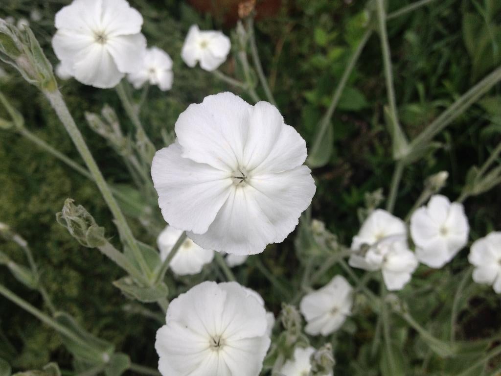 20 graines à nez blanc - Lychnis coronaria, Envoi, Graine