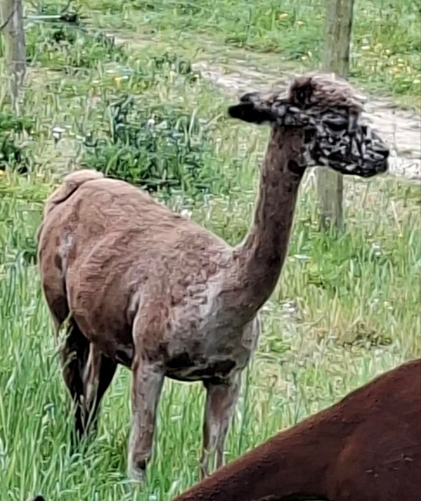 Alpaca appaloosa merrie, mogelijks drachtig, Dieren en Toebehoren, September