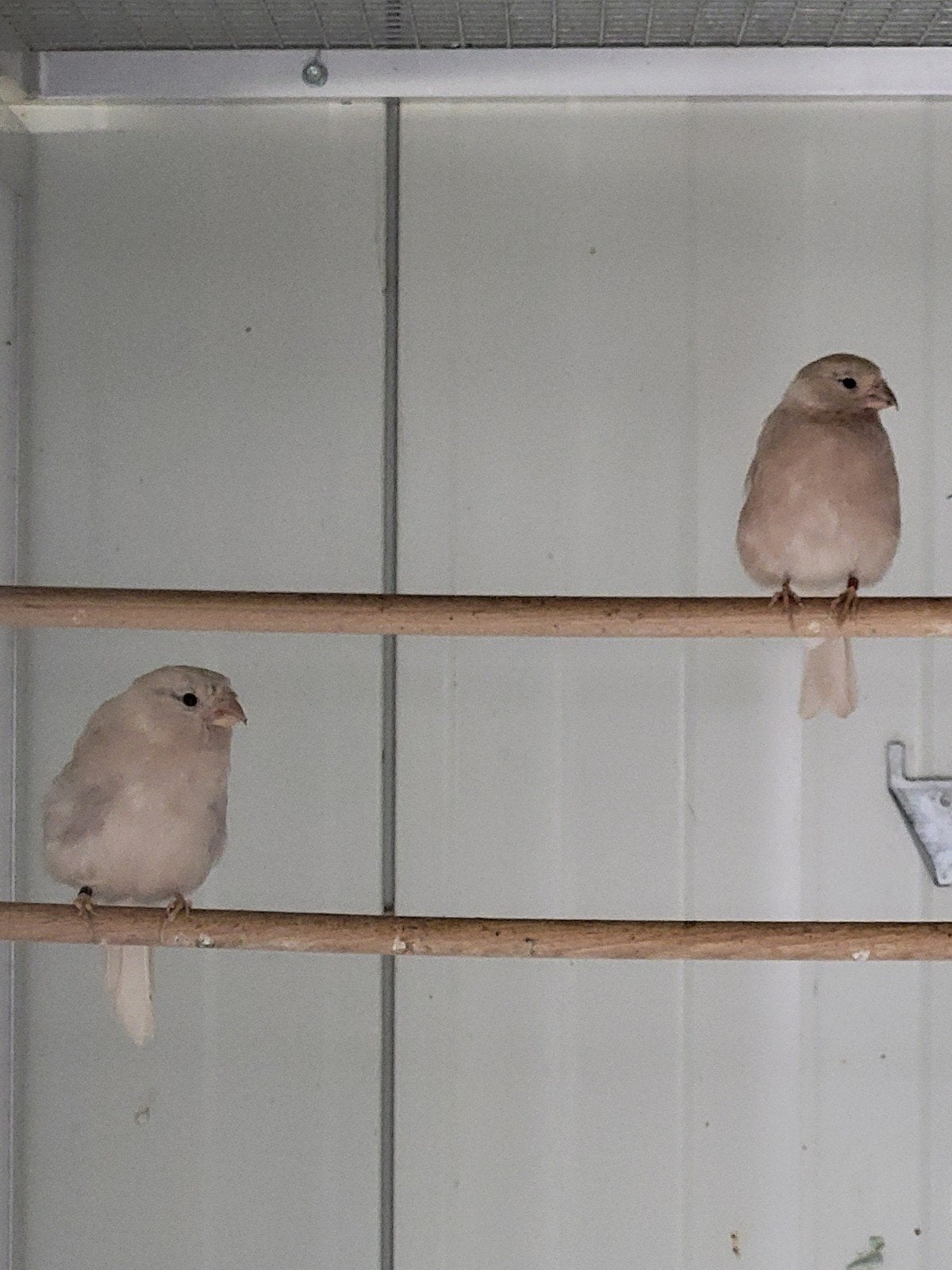 2 bruinpastel goudvinkpoppen prijs zie omschrijving, Dieren en Toebehoren, Vogels | Overige Vogels, Vrouwelijk, Wildzangvogel