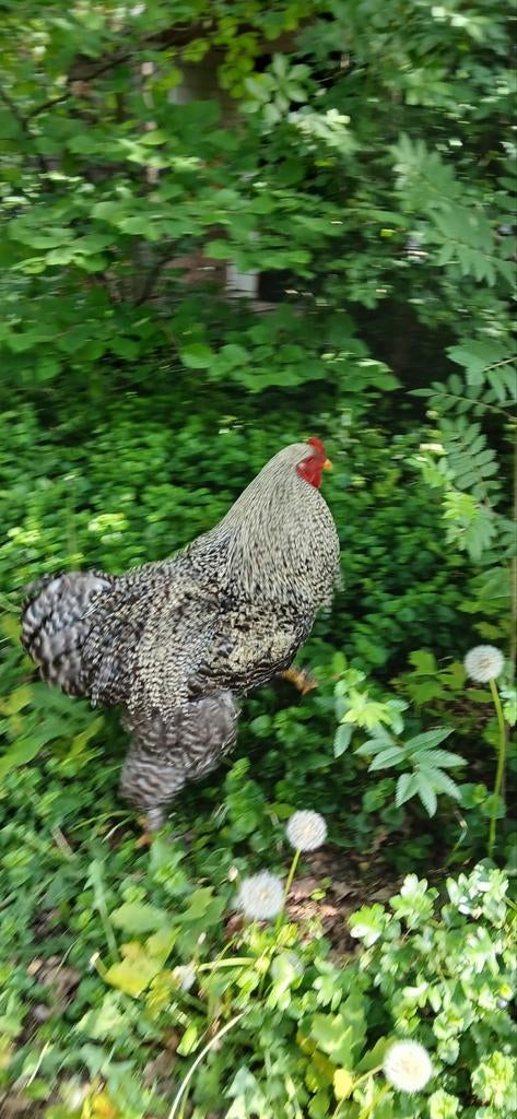 Hele mooie brahma haan., Dieren en Toebehoren, Mannelijk, Kip