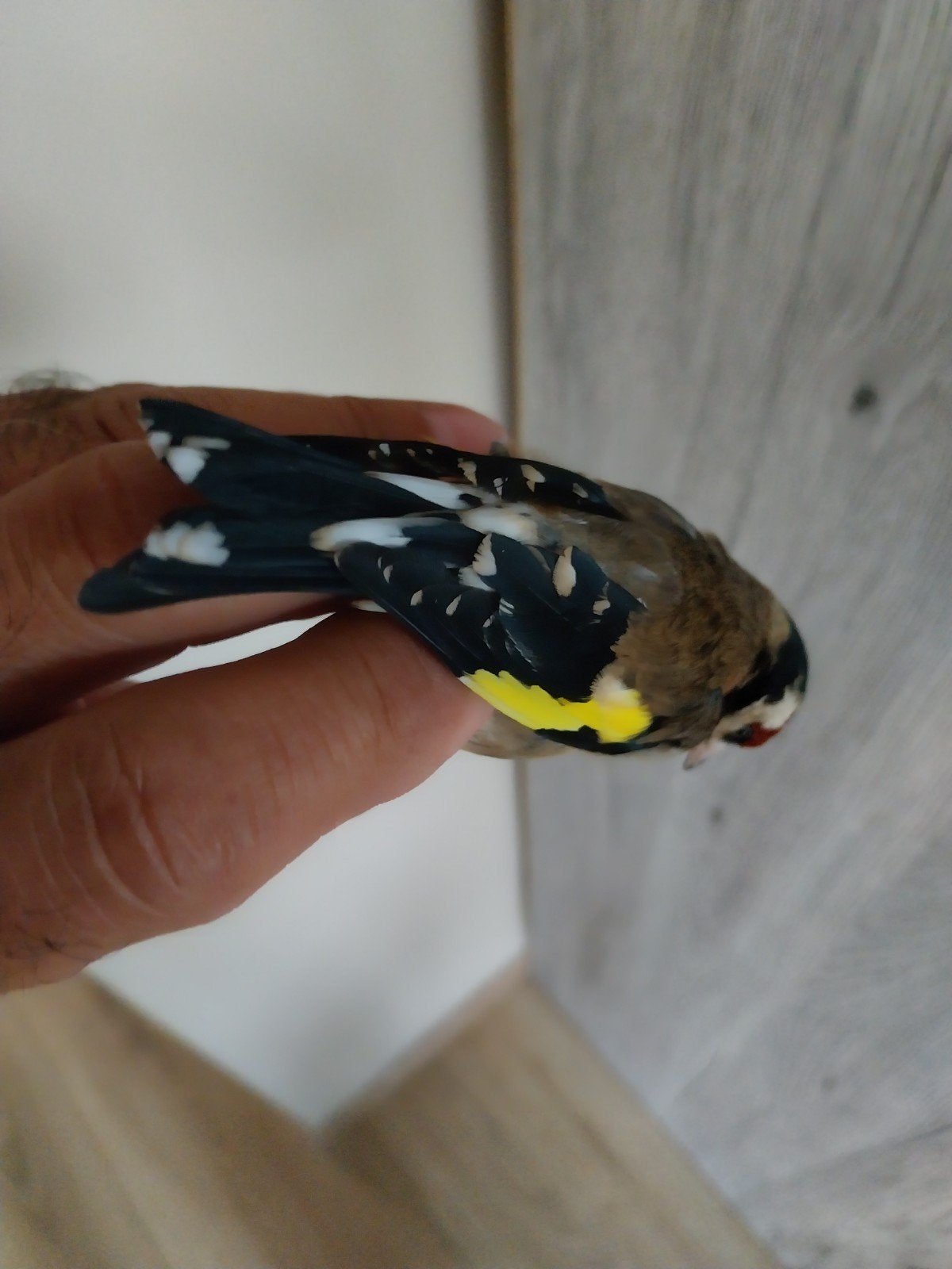 très belle femelle chardonneret née en cage très calme, Animaux & Accessoires, Femelle, Domestique