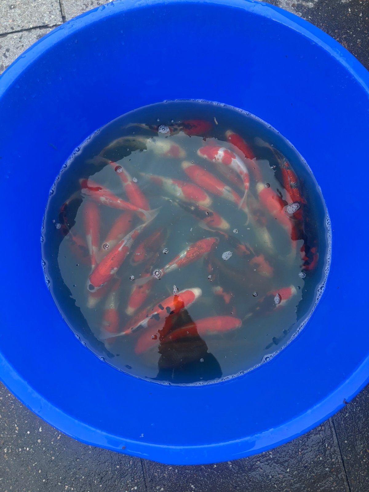 Japanse jumbo tossai, Dieren en Toebehoren, Vissen | Vijvervissen, Karper of Koi