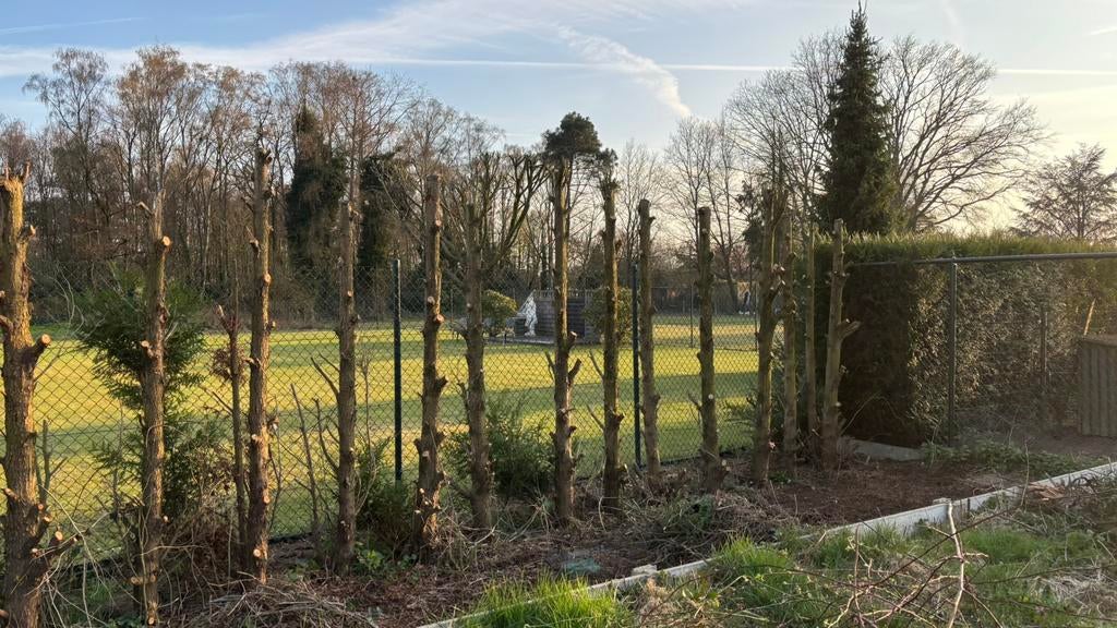 Gratis hout, Tuin en Terras, Brandhout, 6 m³ of meer, Ophalen, Overige houtsoorten, Stammen