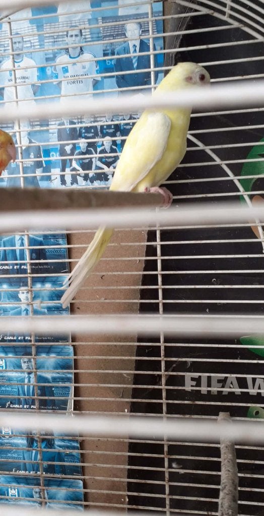 vogels, Animaux & Accessoires, Plusieurs animaux, Perruche, Bagué