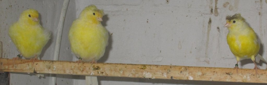 Duitse kuif kanaries, Dieren en Toebehoren, Vogels | Kanaries, Meerdere dieren, Postuurkanarie