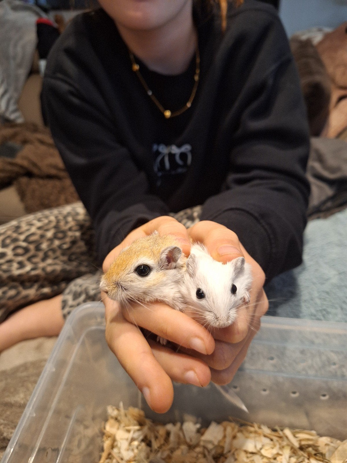 gerbil vrouwtjes te koop moeder en dochter, Animaux & Accessoires, Septembre, Femelle, Autres types