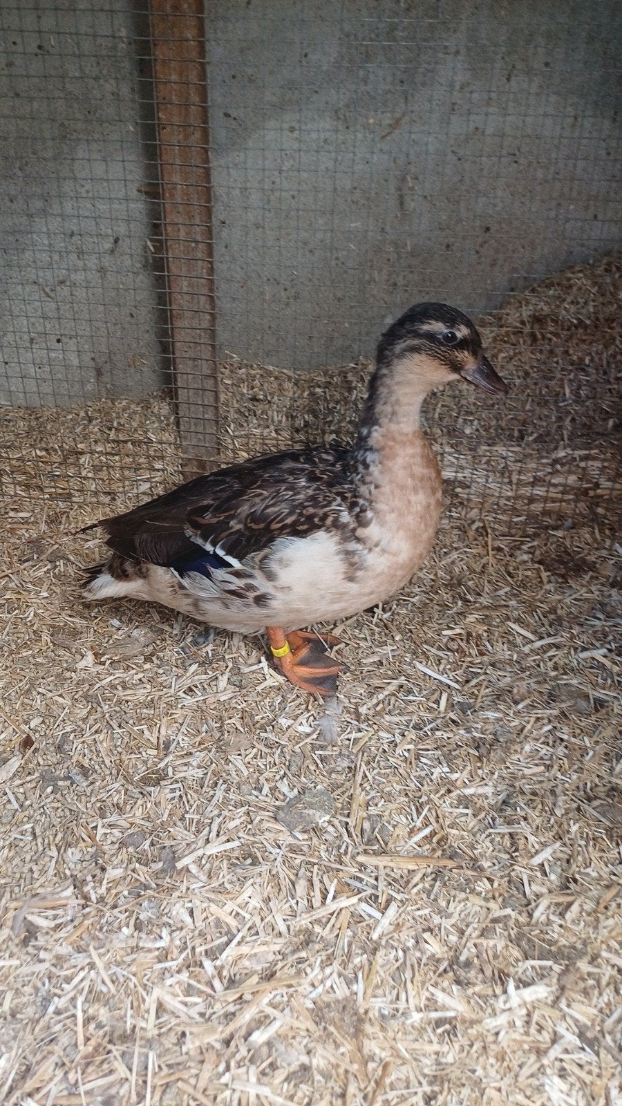 Geelbuik kwakers koppel, Dieren en Toebehoren, Meerdere dieren, Eend