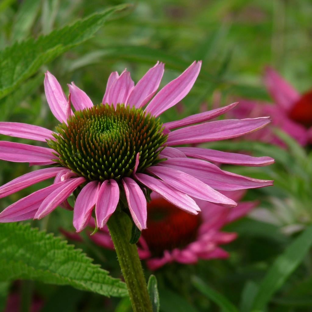 1  echinacea  ruby gigant in pot, Tuin en Terras, Planten | Tuinplanten, Ophalen
