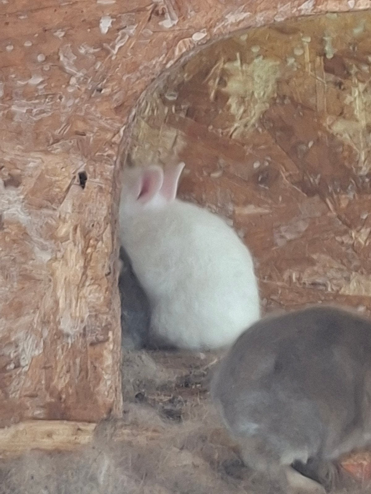 Lapin nain à vendre, Animaux & Accessoires, Plusieurs animaux, Nain, 0 à 2 ans