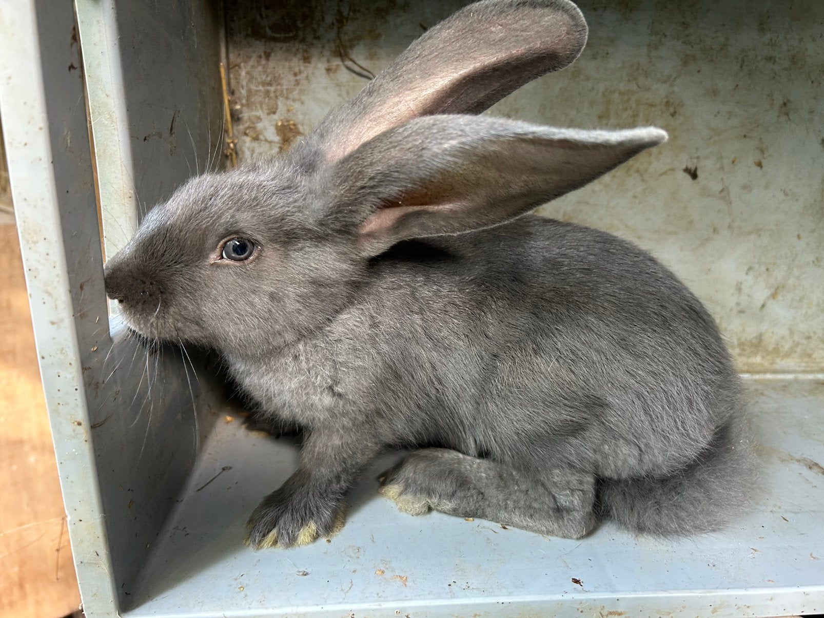 Géant allemand - Gris - Bélier, Mâle, Grand, 0 à 2 ans