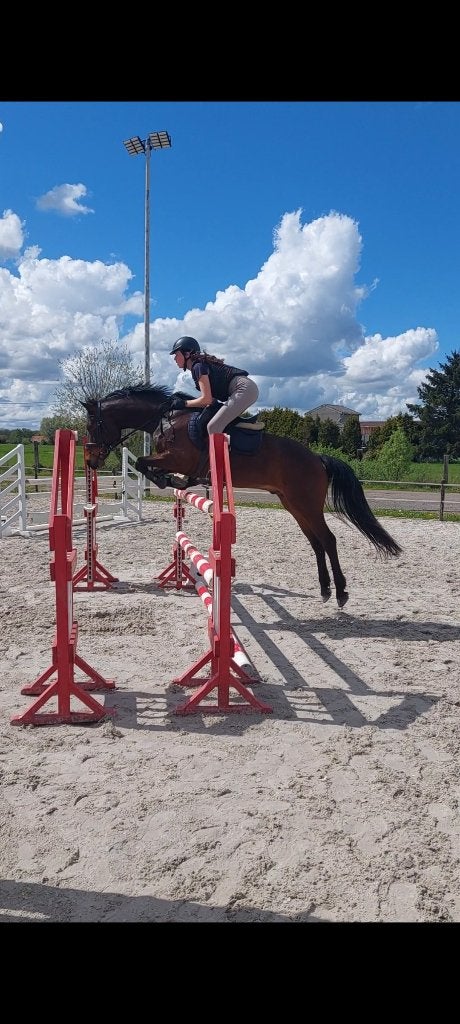 Betrouwbare sportpony te koop, Met stamboom, Ruin, L, 7 tot 10 jaar