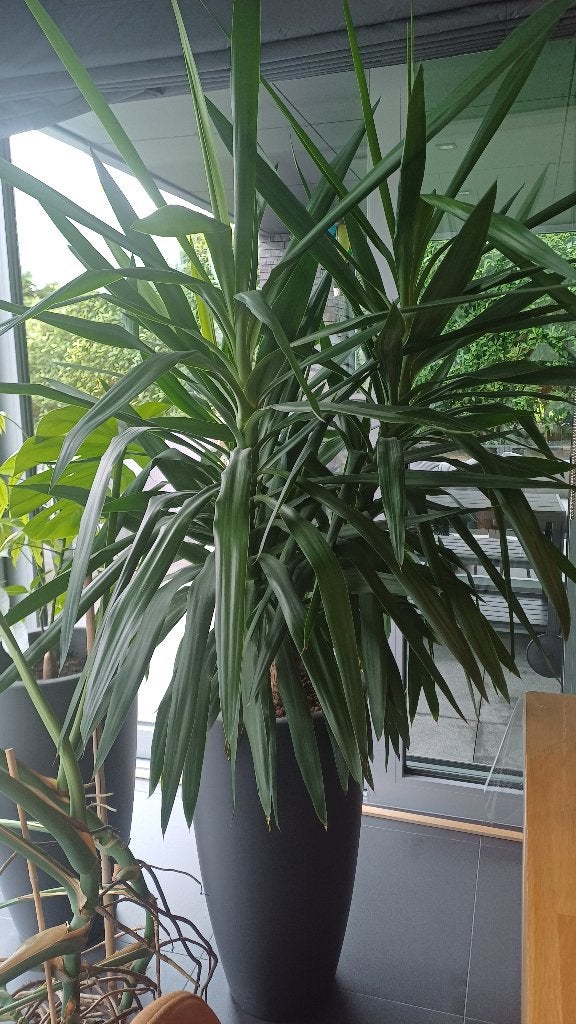 Yucca, Ophalen, Vaste plant, Overige soorten, Halfschaduw