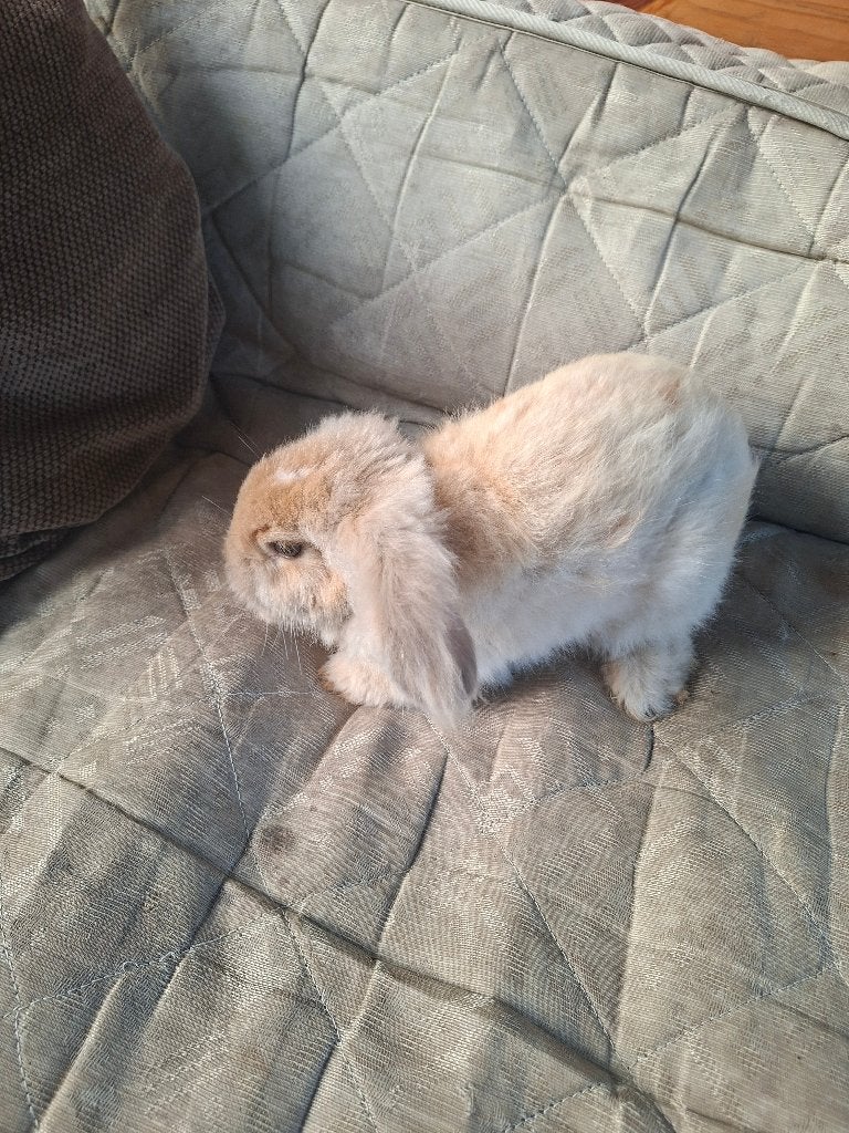 Angora konijntje, Meerdere dieren, Klein, 0 tot 2 jaar
