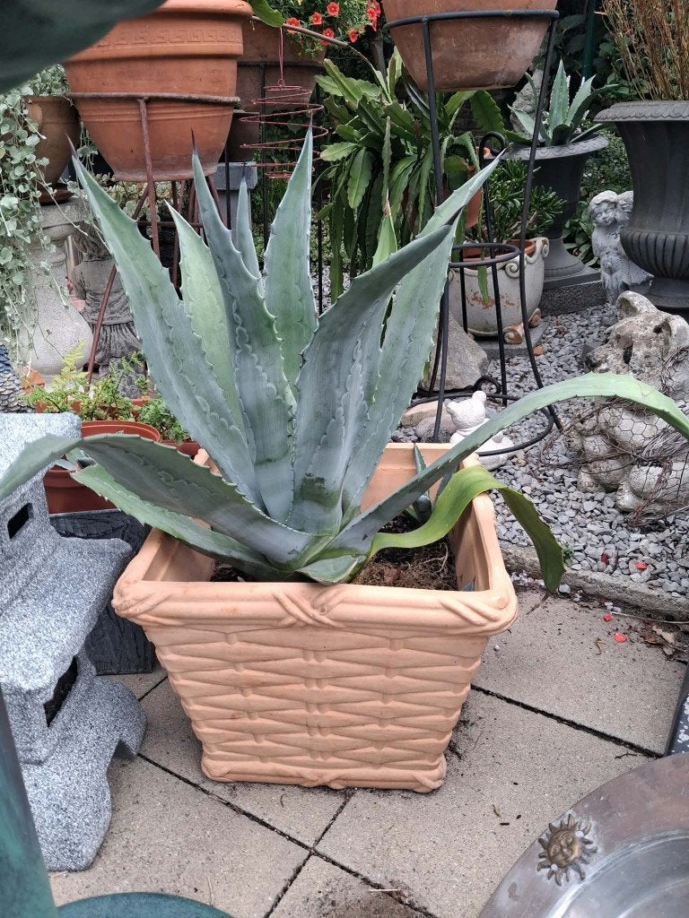 Zeer grote Agave met terracotta pot, Tuin en Terras, Vaste plant, Bloeit niet, Halfschaduw, Ophalen