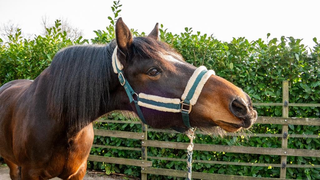 Knappe 9 Jarige Merrie, Dieren en Toebehoren, Paarden, L, 7 tot 10 jaar, 160 tot 165 cm, Recreatiepaard