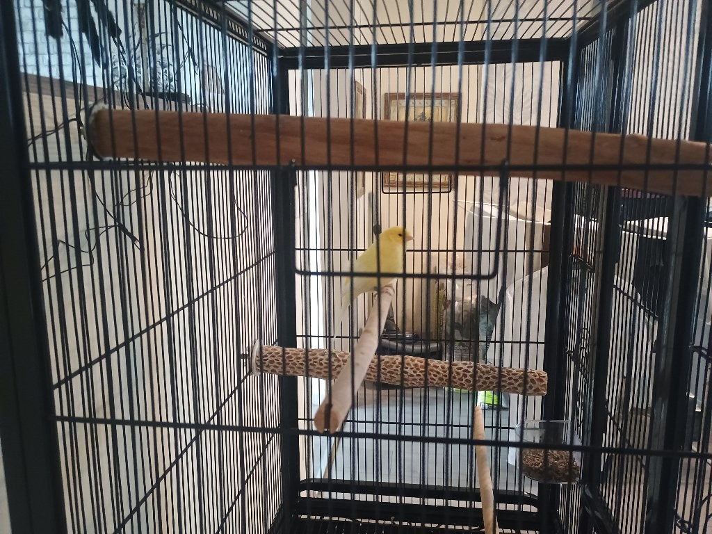 Dieren, Dieren en Toebehoren, Mannelijk, Kleurkanarie