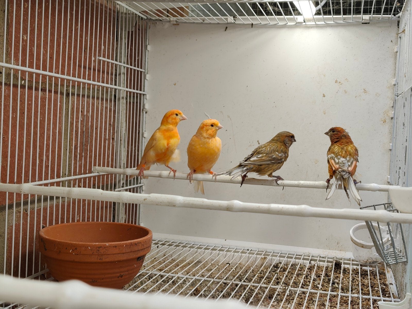 canaris fond rouge, Animaux & Accessoires, Mâle