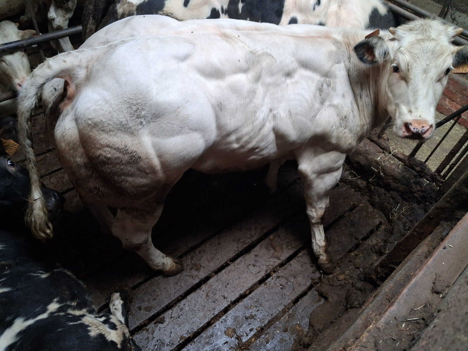 Bwb vaarzen, Dieren en Toebehoren