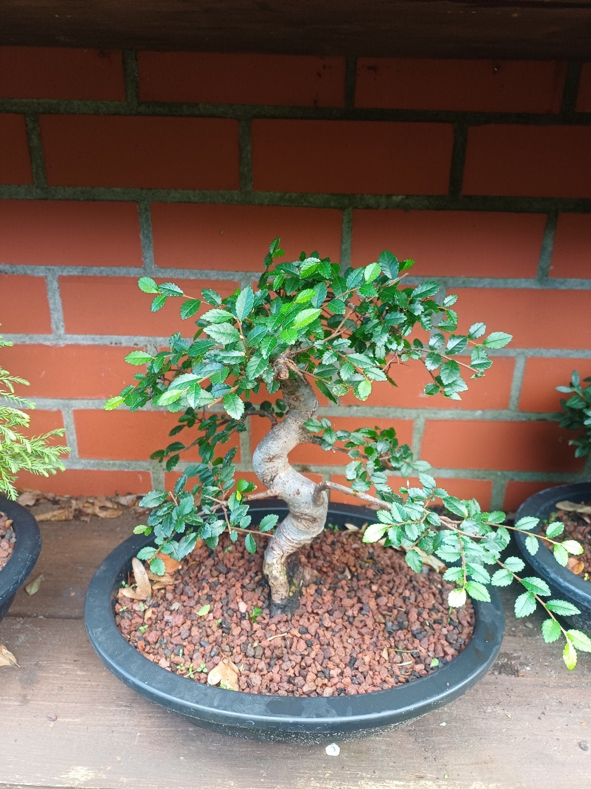 1 chinese iep bonsai, Jardin & Terrasse, Enlèvement