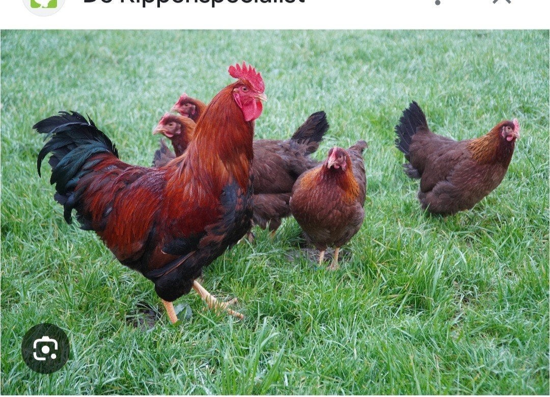 Trio Welsumers, Dieren en Toebehoren, Pluimvee