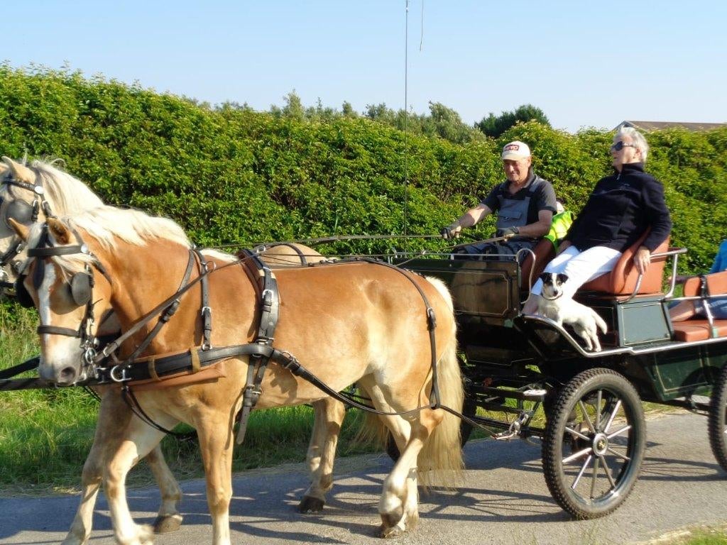 Haflinger tweespan, Dieren en Toebehoren, Merrie, Minder dan 160 cm, Met stamboom, Zadelmak