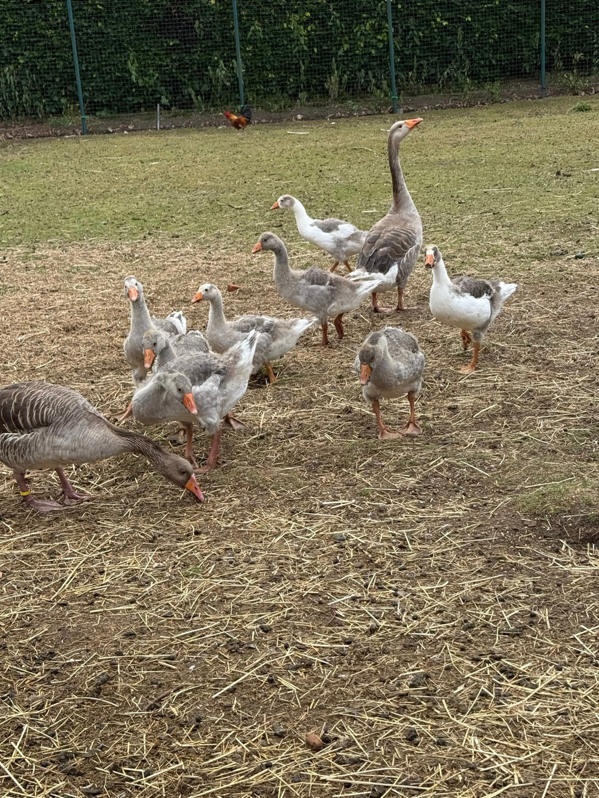 Grauwe Ganzen, Dieren en Toebehoren, Pluimvee