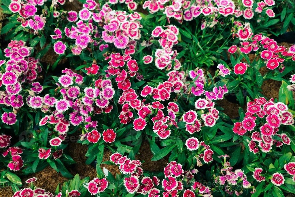Dianthus barbatus Mix, Autres espèces, Plein soleil, Bisannuelle, Été