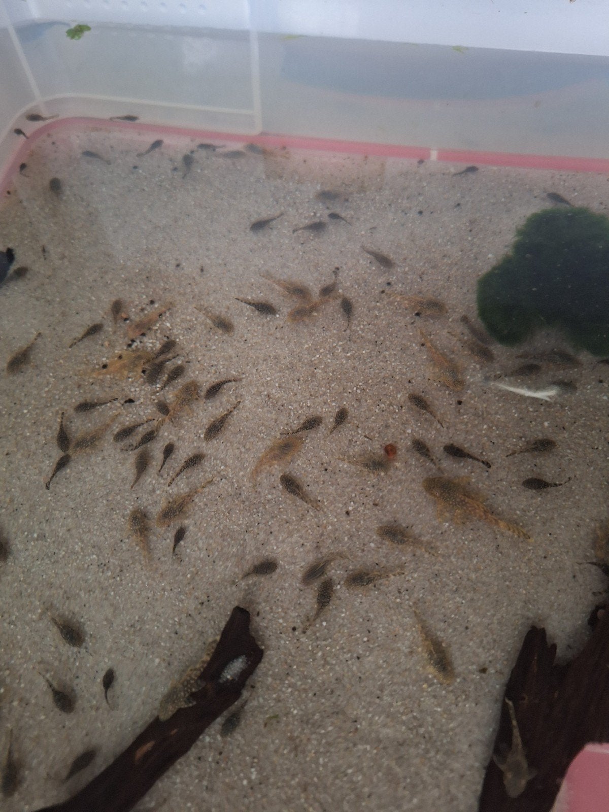 wildkleur ancistrussen, Dieren en Toebehoren, Vis, Zoetwatervis