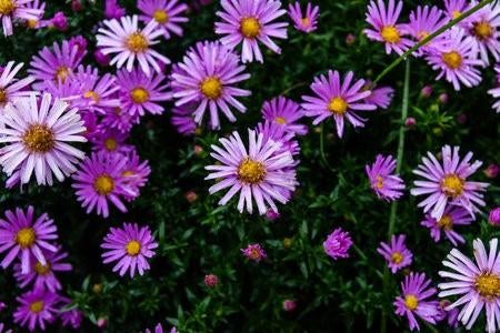 Aster Blutenregen,vaste plant,60 cm, Tuin en Terras, Planten | Tuinplanten, Ophalen