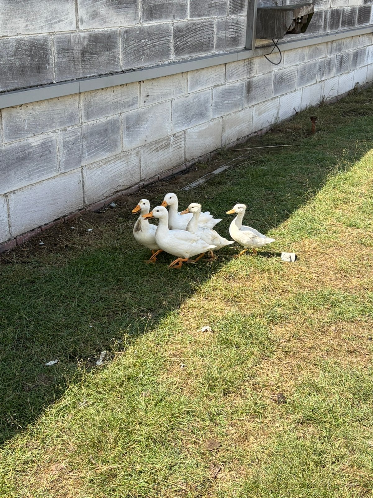Hollandse kwakers, Plusieurs animaux, Canard
