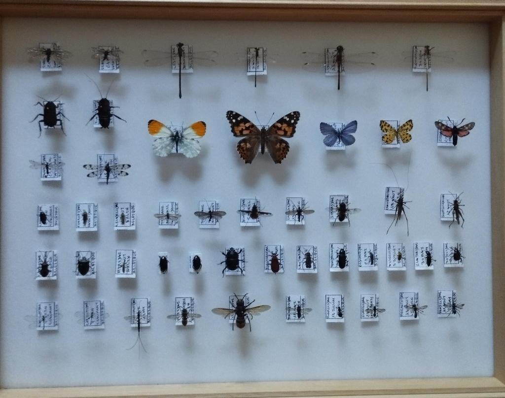 Insectes Belges, Collections, Enlèvement, Neuf, Insecte, Autres types