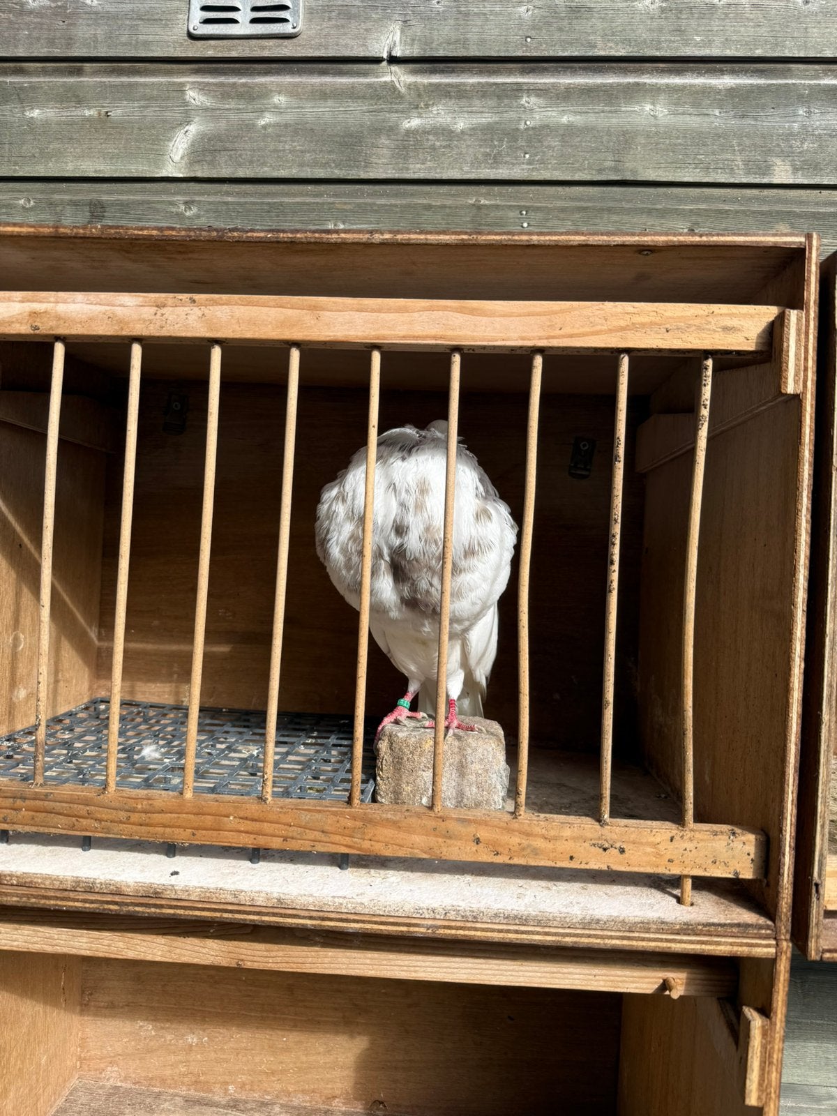 Gatidano, Dieren en Toebehoren