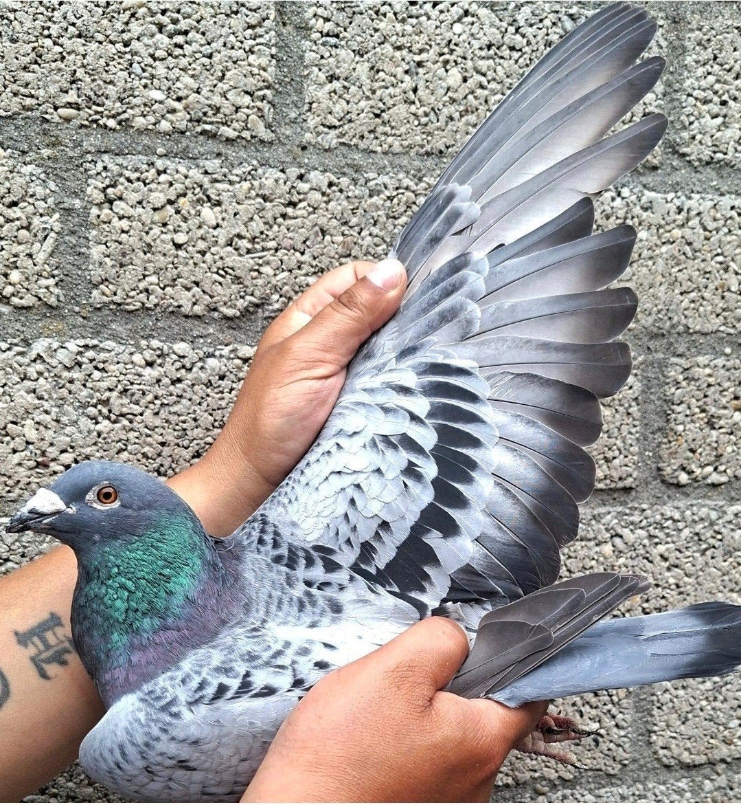 pigeon de course Top Performance/Coq reproducteur éprouvé !, Animaux & Accessoires, Mâle, Pigeon voyageur