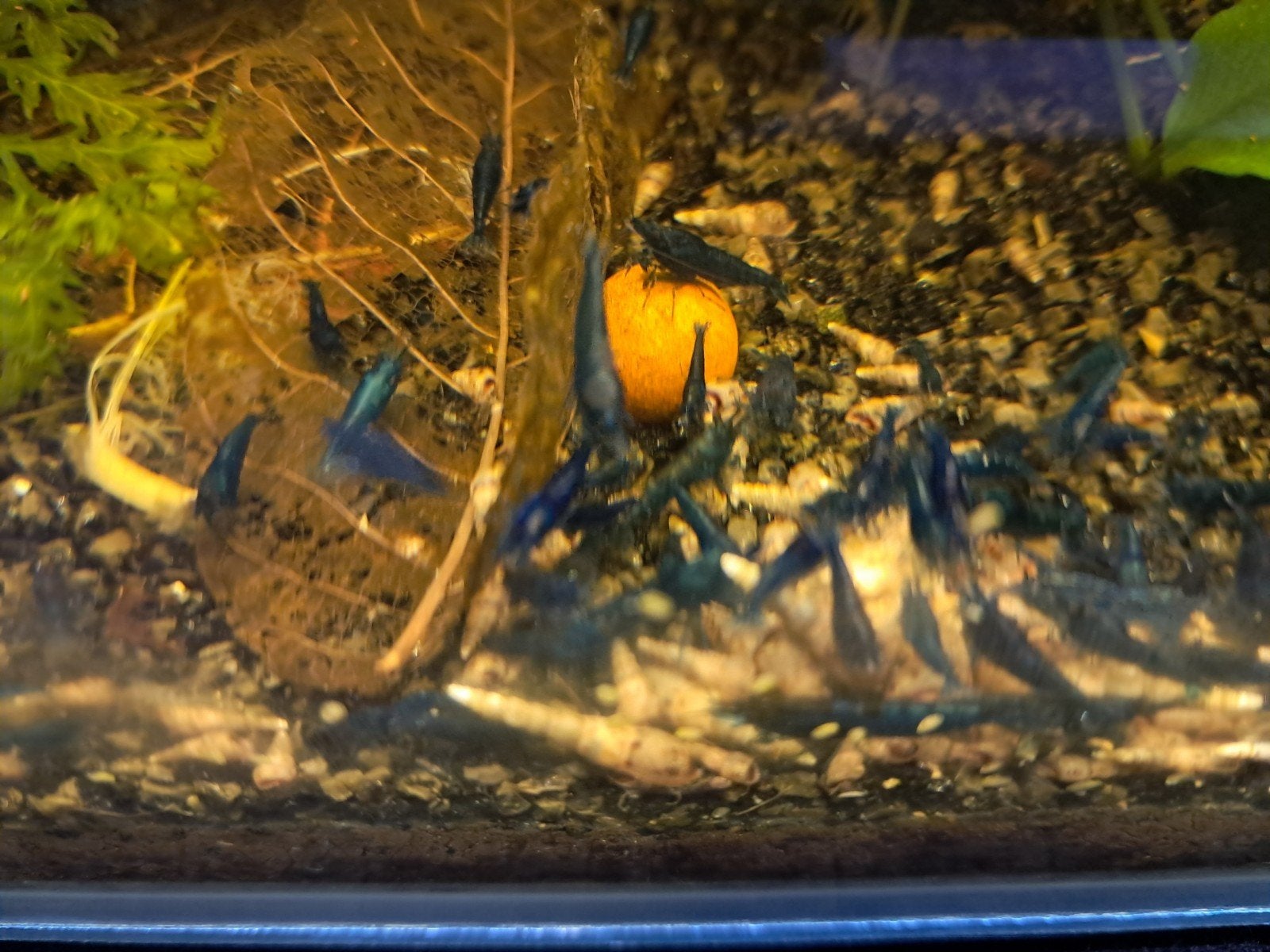 10 + 2 gratis Blauwe Blue Jelly/Blue dream garnalen., Animaux & Accessoires, Homard, Crabe ou Crevette, Poisson d'eau douce