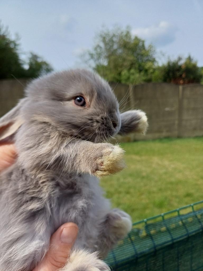 Knappe lieve franse hangoor ram, Dieren en Toebehoren, Konijnen, Mannelijk, Groot, Hangoor, 0 tot 2 jaar