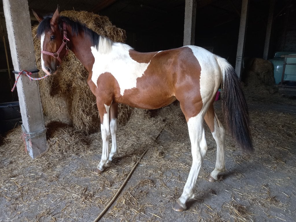mooie driekleur pinto merrie AES, Met stamboom, Dressuurpony, 0 tot 2 jaar, Onbeleerd