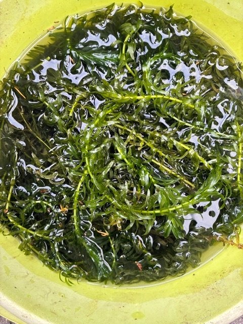 Waterpest, Tuin en Terras, Vijvers, Ophalen