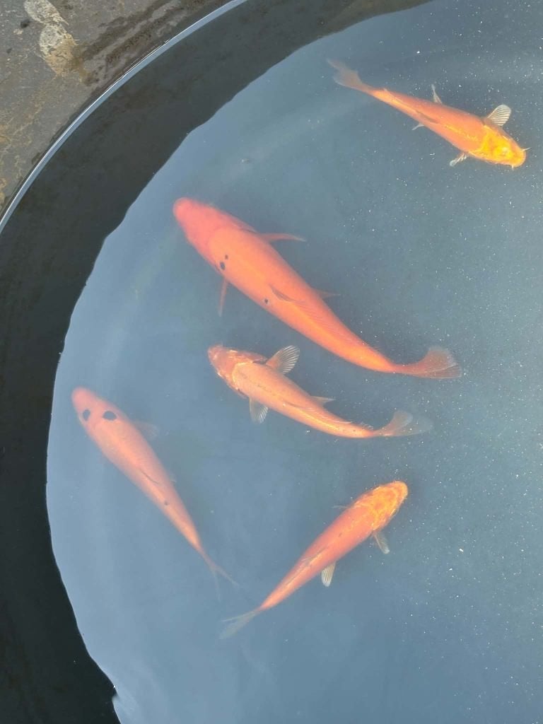 5x Benigoi & Metallic Oranje Koi – Eigen Kweek, Animaux & Accessoires, Carpe ou Koï