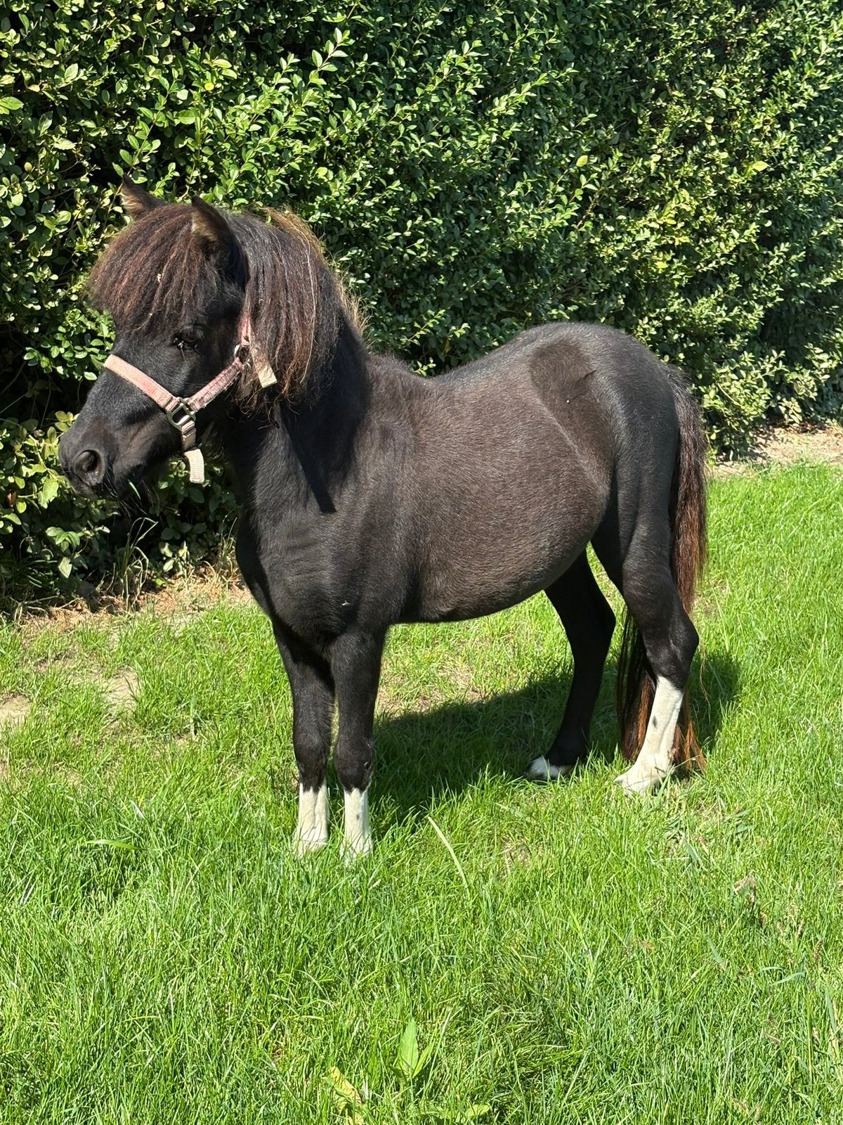Miniatuur paardje, Avec pedigree, Poney de récréation, Poney A (jusqu'à 1.17 m), 0 à 2 ans