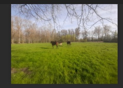 Pension Prairie, grain et foin  pour vieux chevaux, Animaux & Accessoires, Pâturage, 1 cheval ou poney